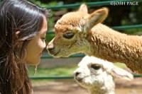 /album/fotogaleria-camelidos-sudamericanos/images-7-jpg/